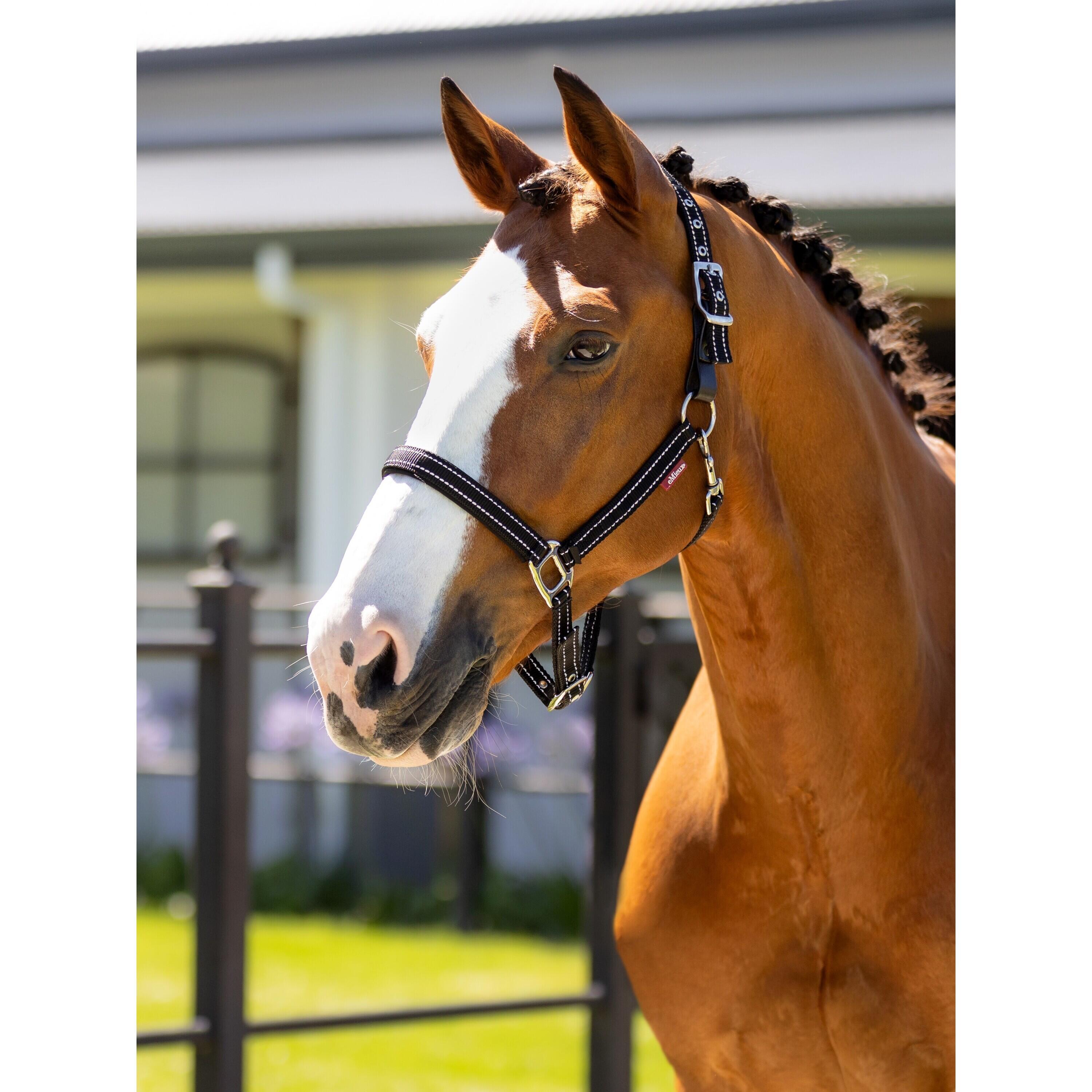 Leren halster voor paarden LeMieux Essential Yard 2/7