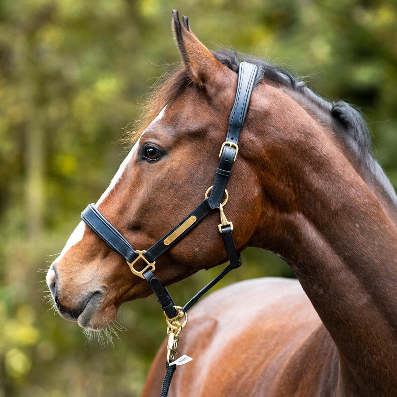 Cabezada para caballo Kavalkade Cinta 2/5