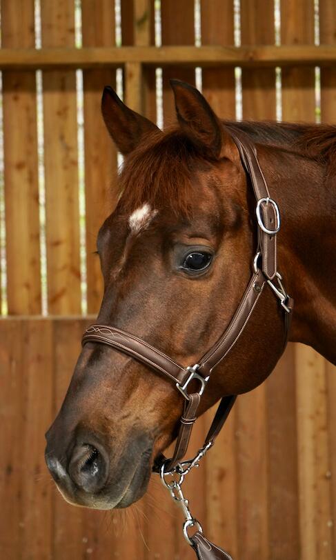 Licol pour cheval en cuir extra souple Dy'on 2/3