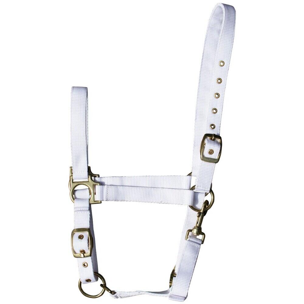 HARRYS HORSE picture