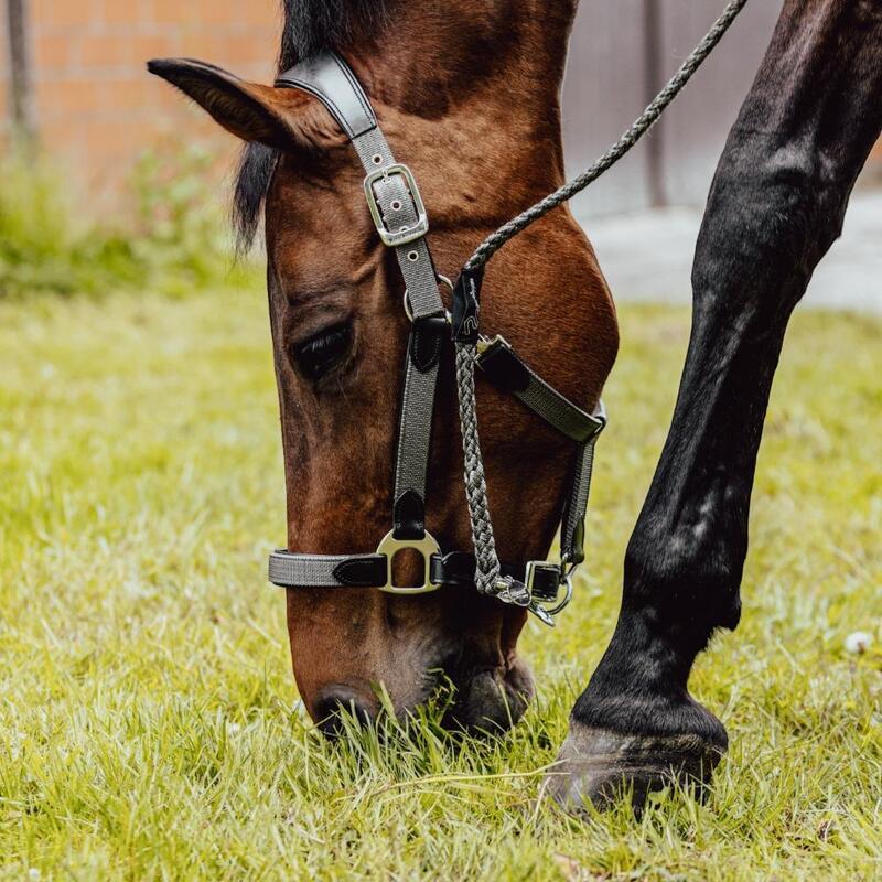 Longe équitation avec mousqueton aimanté EQuest Ultimo NoStepper