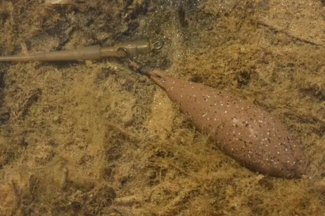 KORDA picture
