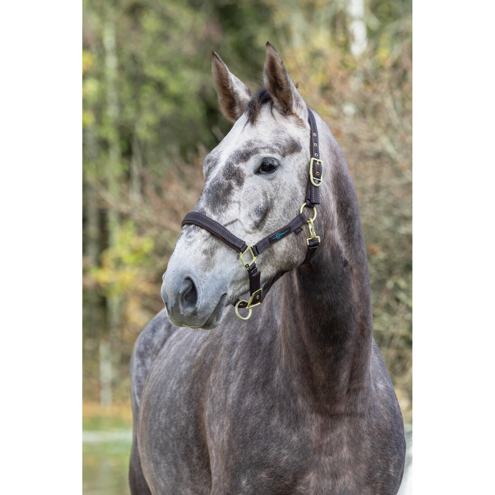Halster voor paarden Covalliero Royal 4/4