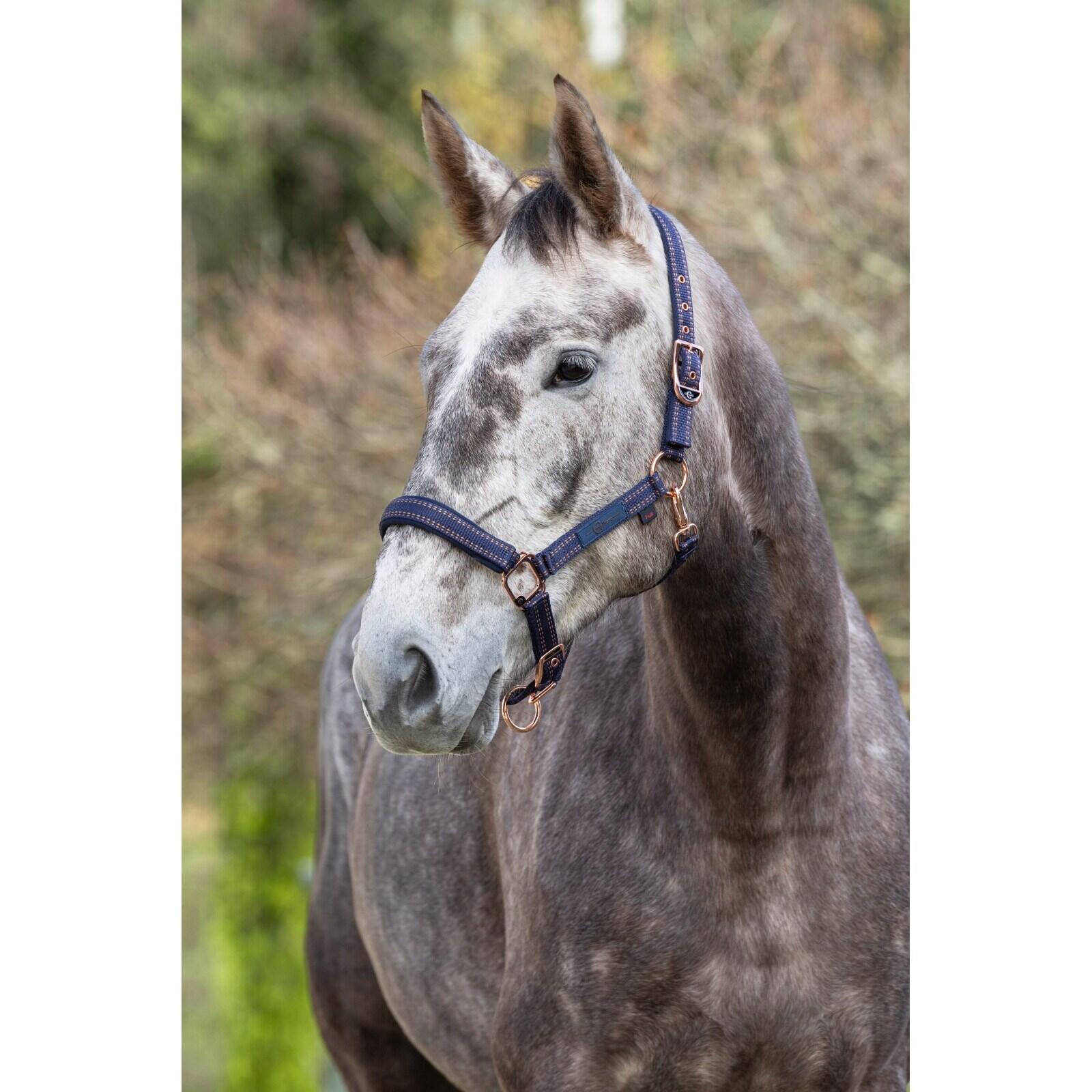 Licol pour cheval Covalliero Royal 4/4