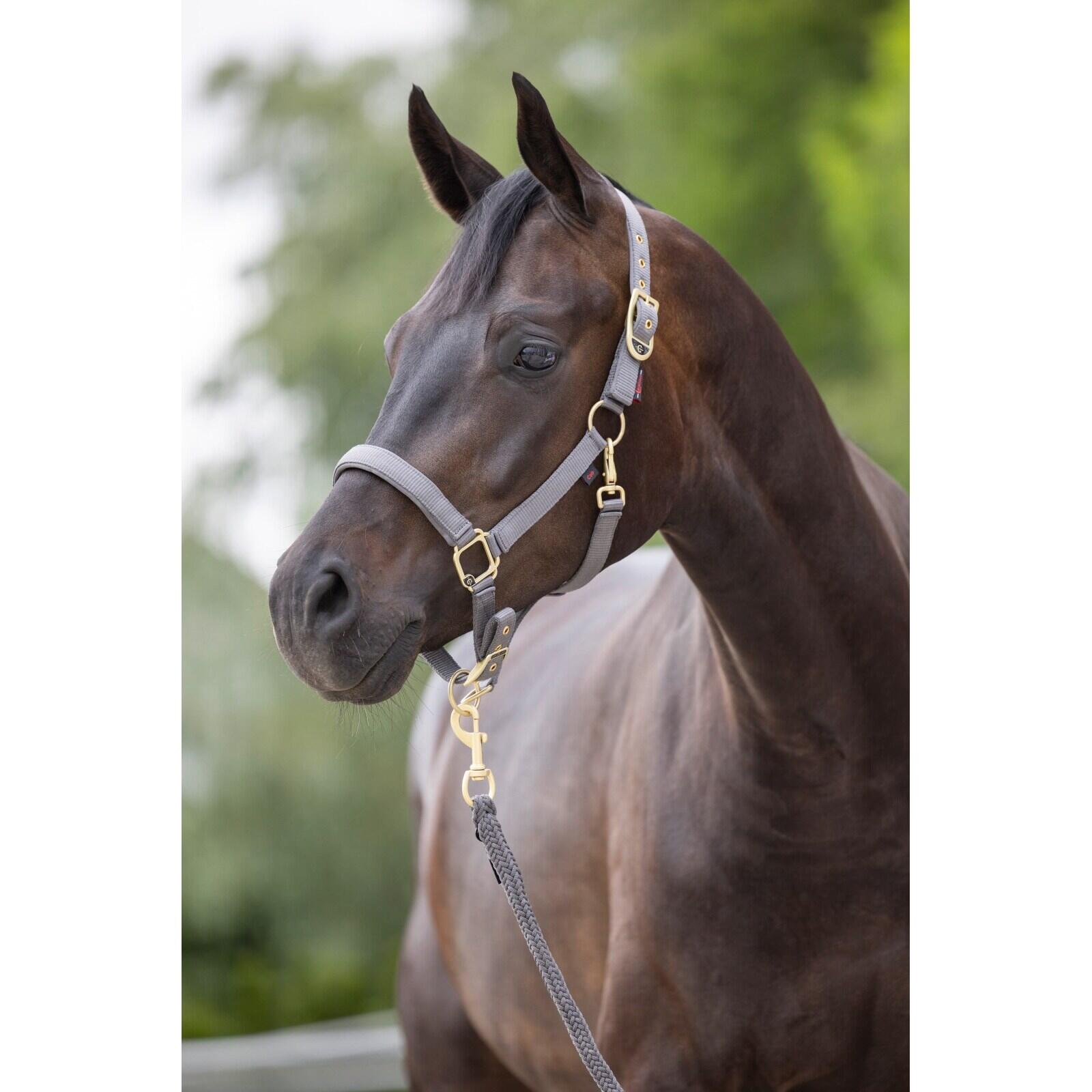 Licol pour cheval Covalliero Classy 4/4