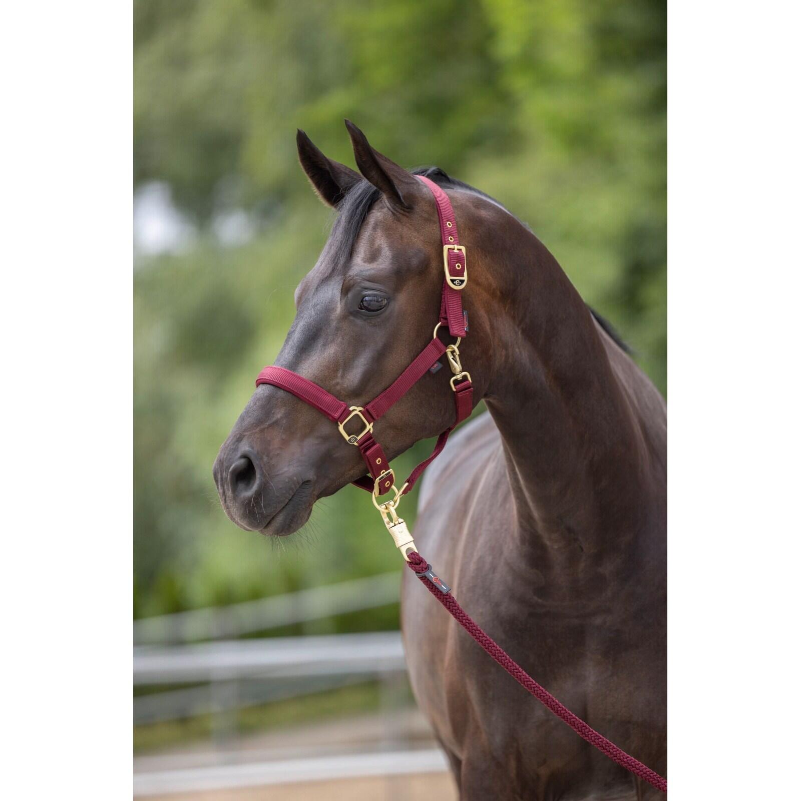 Licol pour cheval Covalliero Classy 2/5