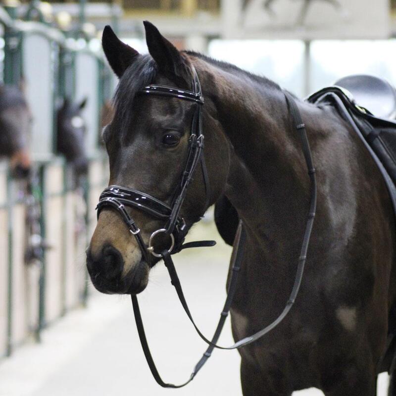 Bridle EQuest fényes varratok