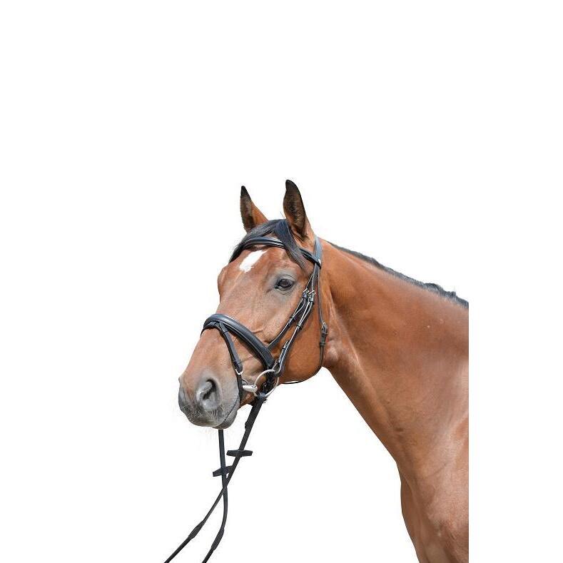 EQuest Success riding bridle