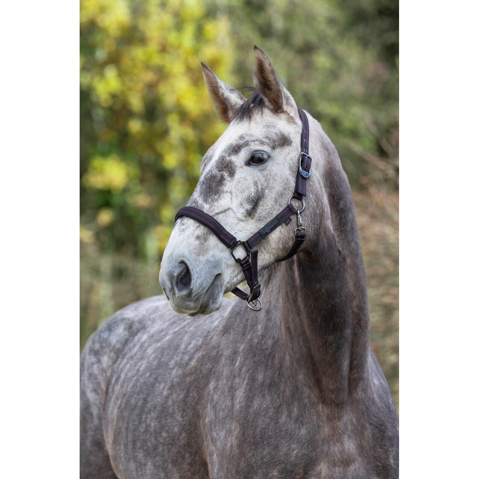 Licol pour cheval Covalliero Royal 4/4