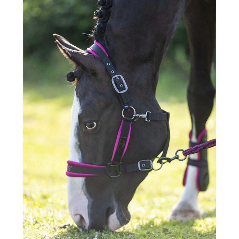 Ensemble licol et longe pour cheval Mrs. Ros