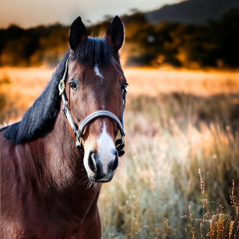 Messing halster voor paarden EQuest Unique