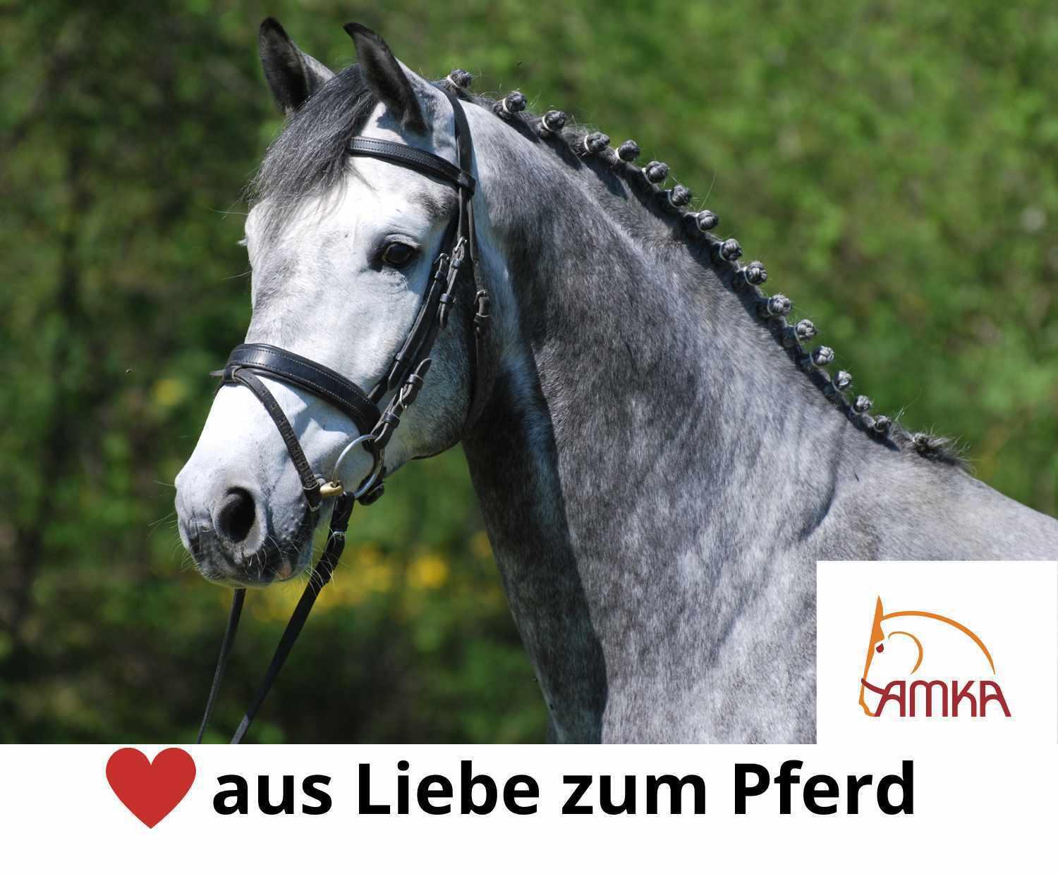AMKA Knebeltrense Schenkeltrense 4/4