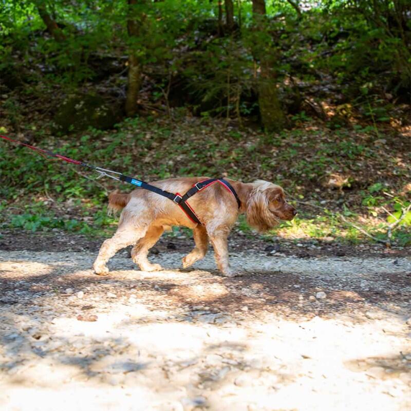Harnais canicross petit chien Open-Back – Inlandsis 7/7