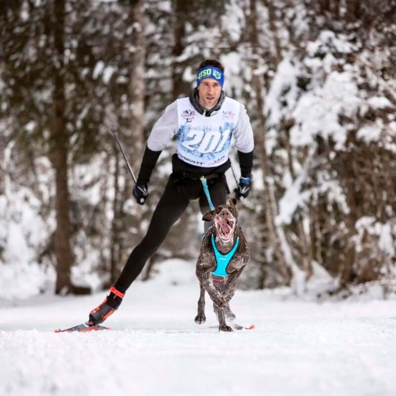 Laisse de skijoring avec largueur Skijor Pro – Inlandsis 3/6