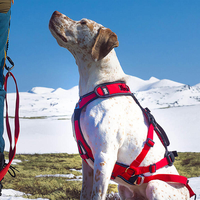 Harnais pour chien I-DOG Confort Trek