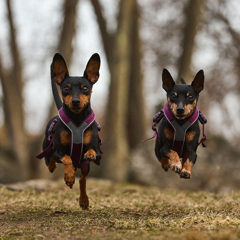 Harnais pour chien ergonomique et polyvalent Non-stop dogwear Line harness 5.0 4/5