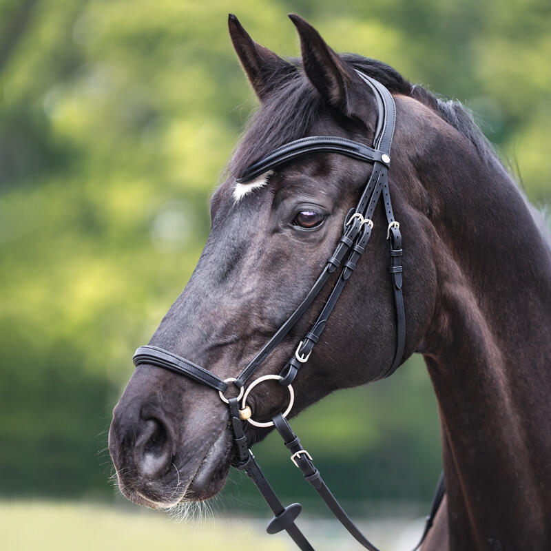 Anatomical Hanoverian bridle Kavalkade Everado