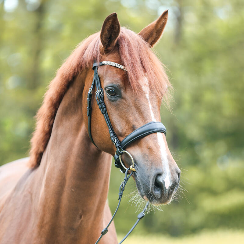 Anatomisch hoofdstel Kavalkade Everlyn