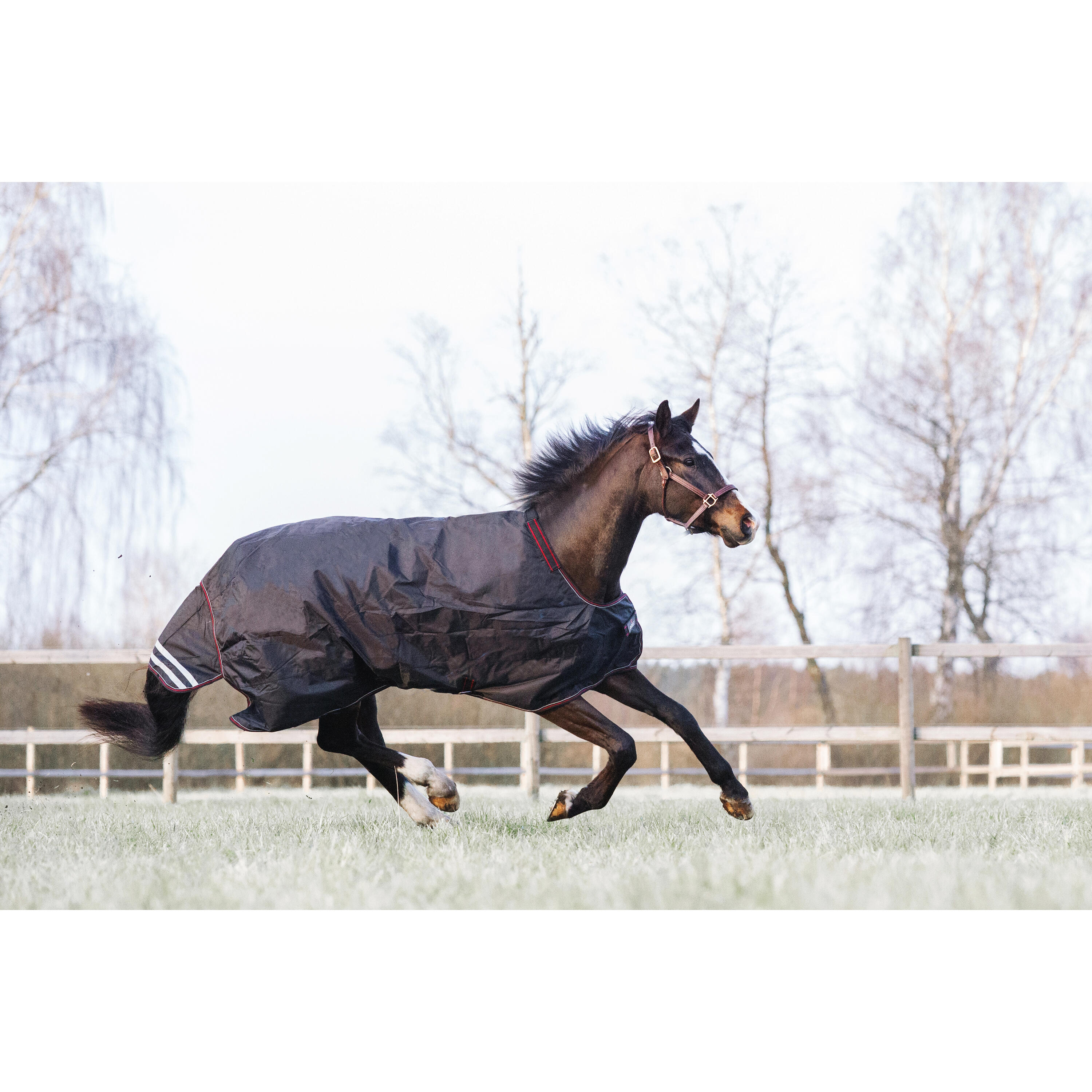 Manta de exterior para caballos Catago Dual Pro 100 g 2/5