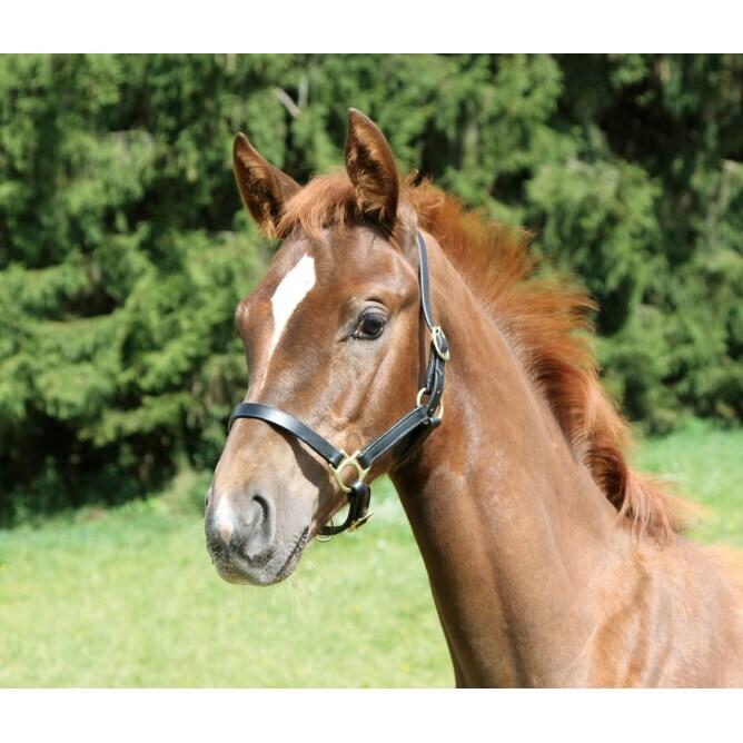 Licol foal Kerbl eco 1/1