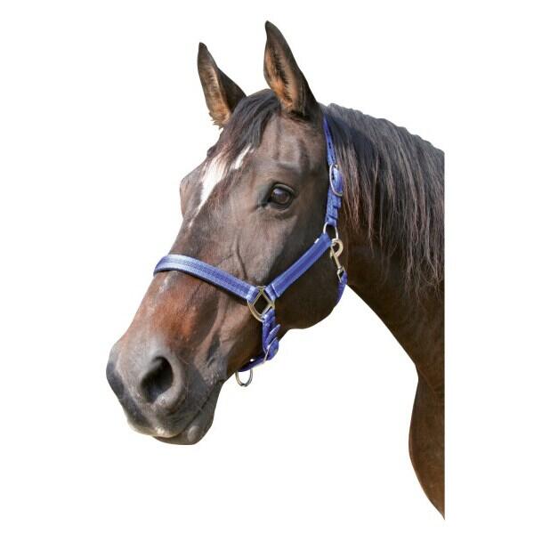 Licol pony 2 réglages Kerbl mustang 4/4