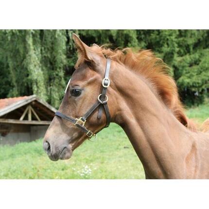 Licol foal Kerbl eco