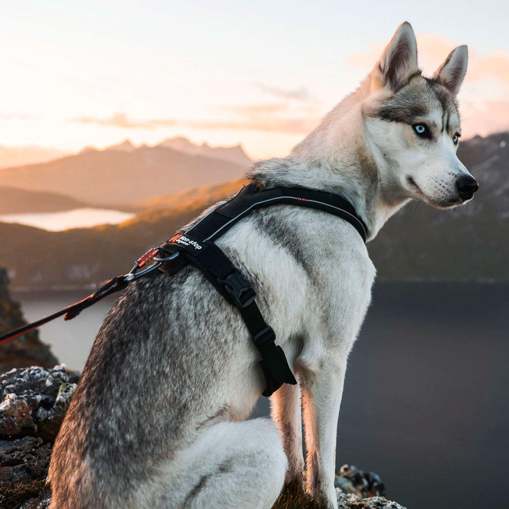 Harnais pour chien ergonomique et polyvalent Non-stop dogwear Line harness 5.0 6/7