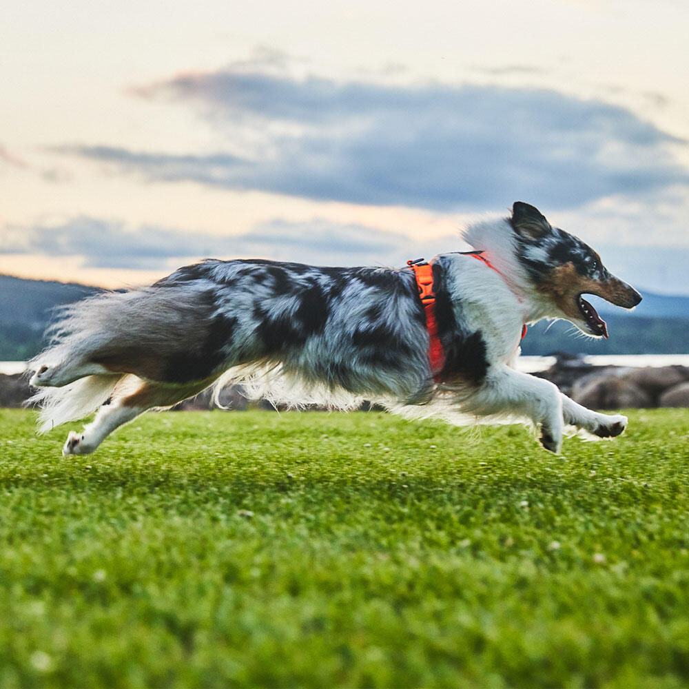 Harnais pour chien ergonomique et polyvalent Non-stop dogwear Line harness 5.0 2/3