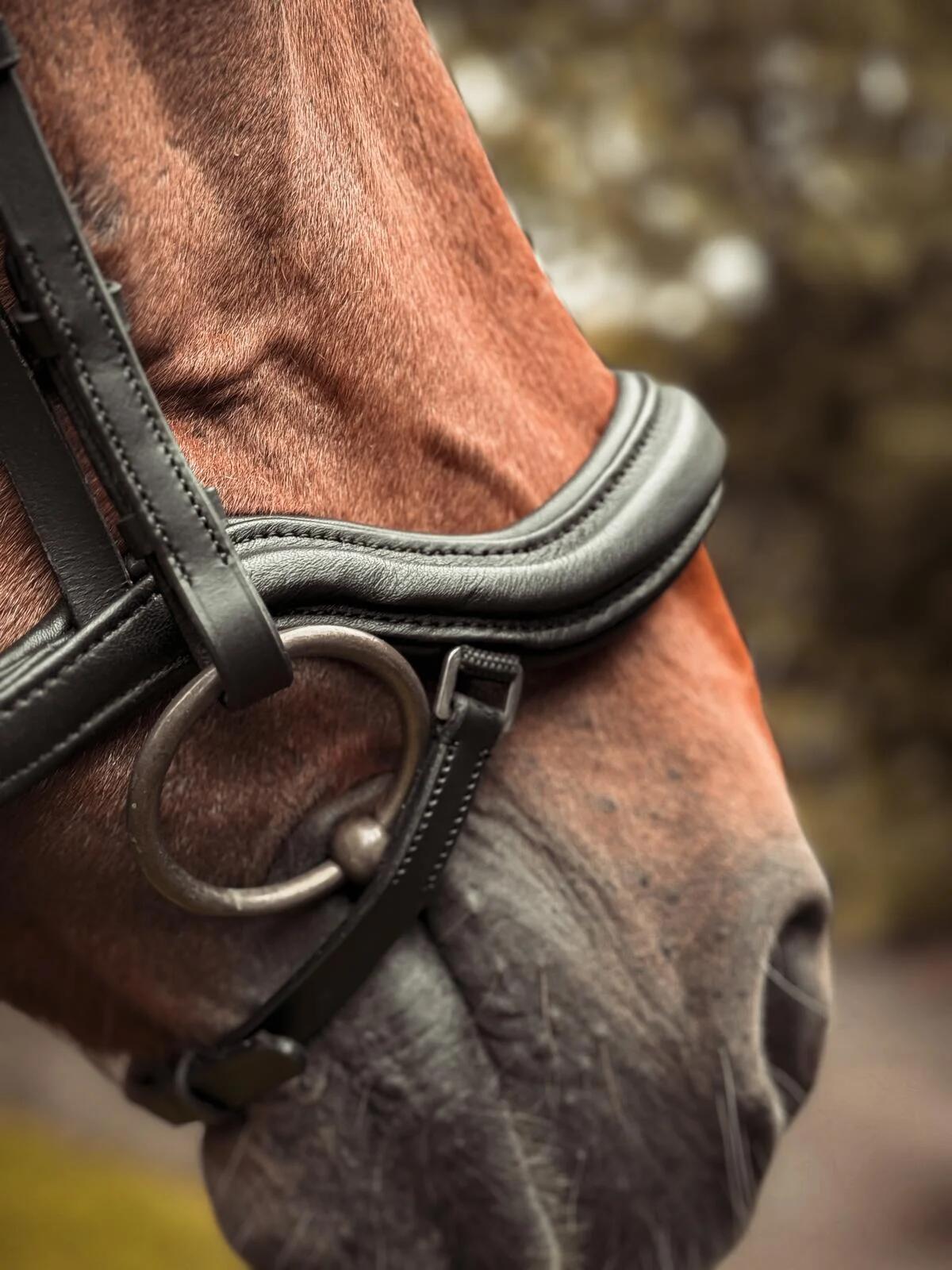 START Selene anatomisch leren hoofdstel voor paarden 4/7
