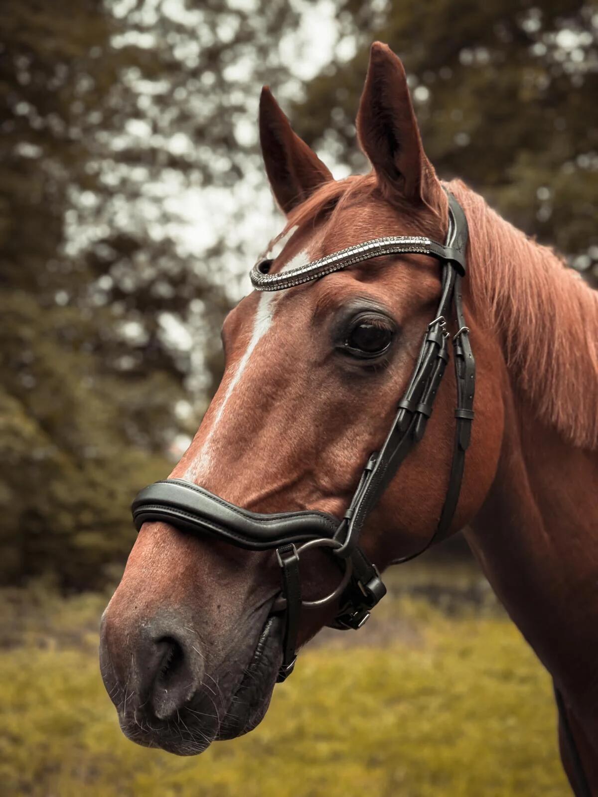 START Selene anatomisch leren hoofdstel voor paarden 2/7
