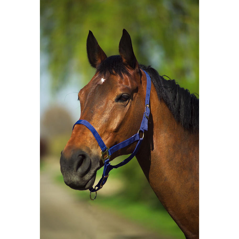 Licol Riding World Nylon Marine Cheval 2/2