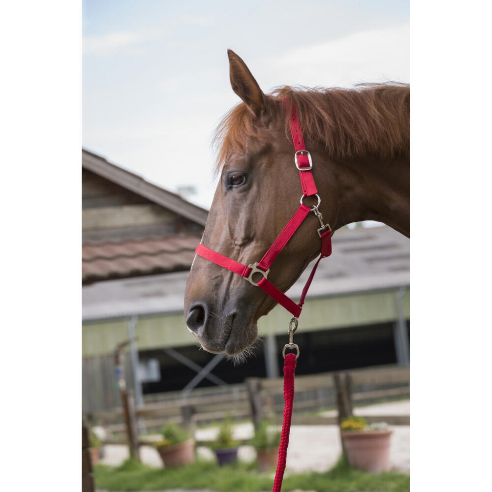 Licol + Longe Riding World Club Marine Cheval 2/5