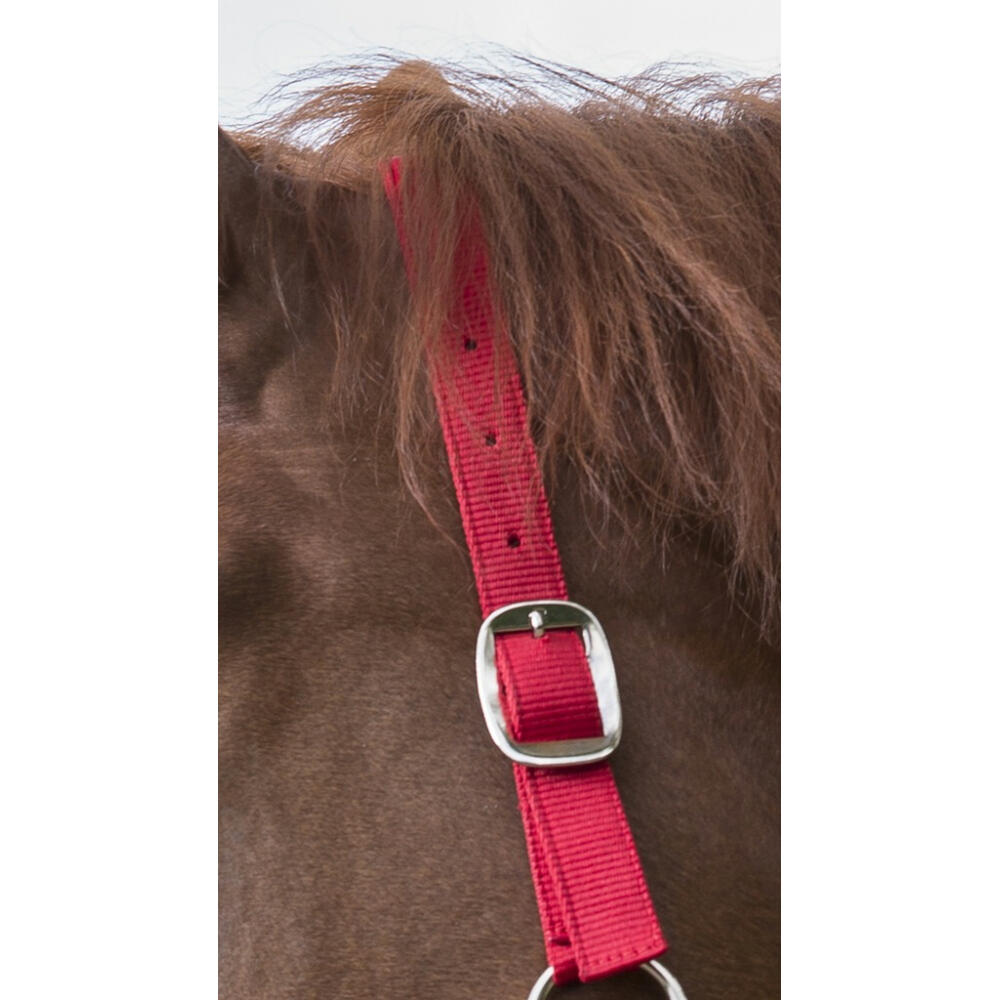 Licol + Longe Riding World Club Marine Cheval 4/5