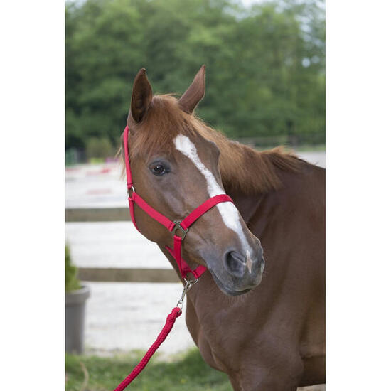 Licol + Longe Riding World Club Rouge Cheval
