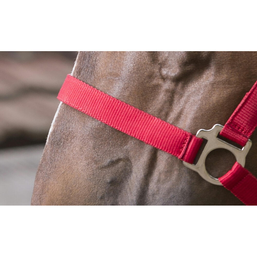 Licol + Longe Riding World Club Marine Cheval 3/5