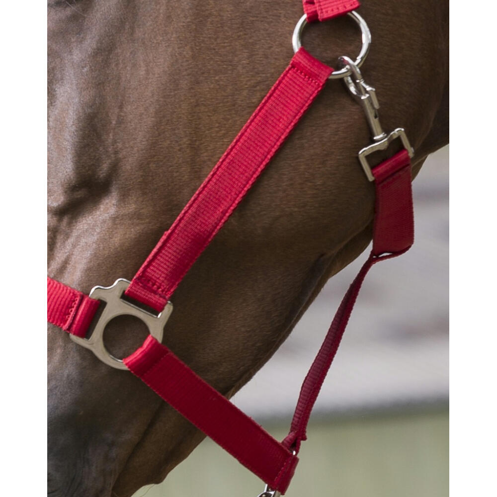 Licol + Longe Riding World Club Marine Cheval 5/5