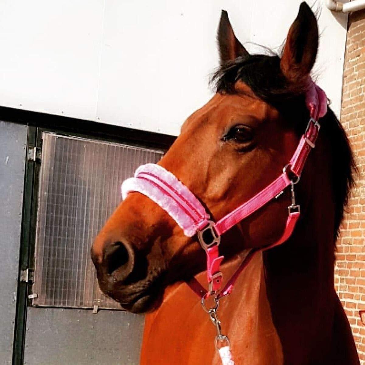 Halsterset voor paard Horka Angel 2/3