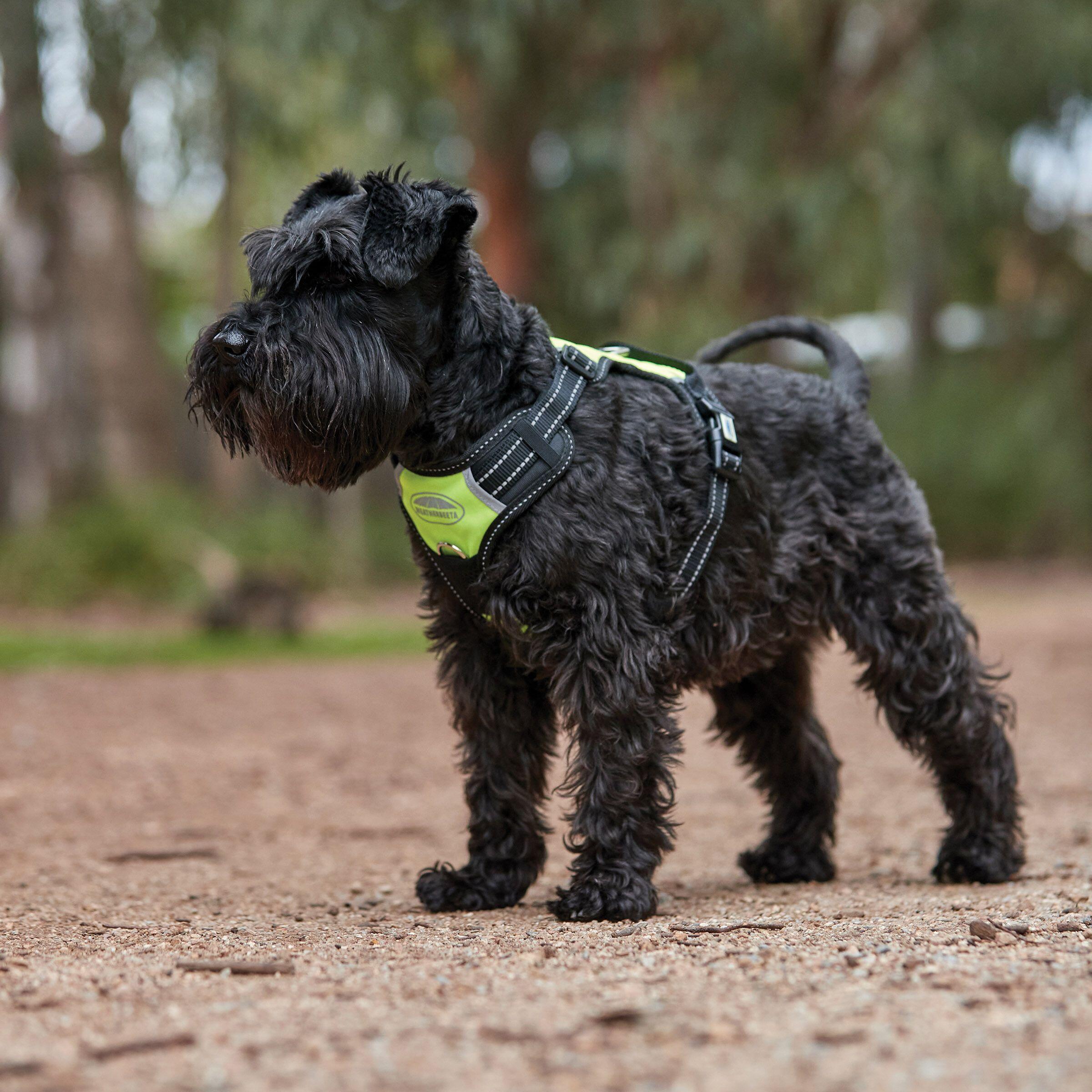 Harnais pour chien de voyage anti-traction Weatherbeeta 4/5