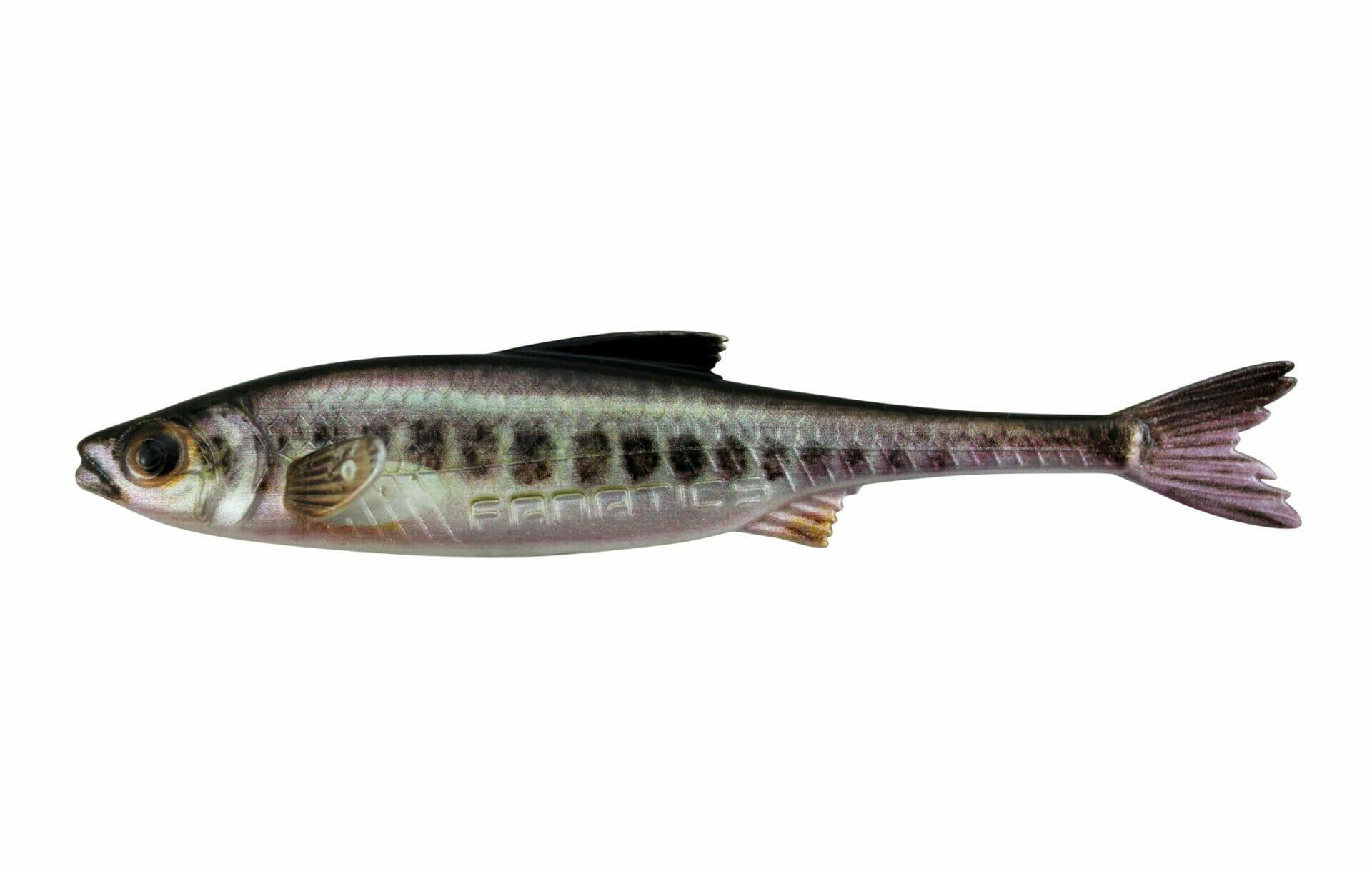 STUCKI FISHING Esca morbida siliconica - Stucki Real Rider FISH Tail 10cm/5.3g - Minnow