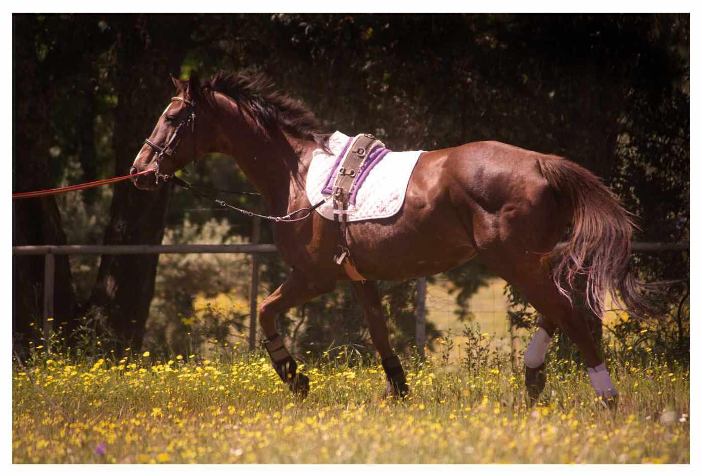 Harry`s Horse Longe 2/3