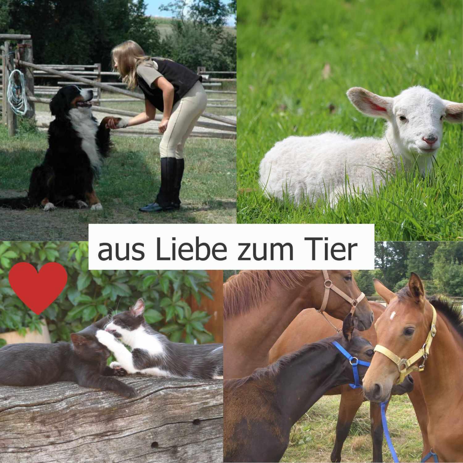 AMKA Effilierschere 4/4