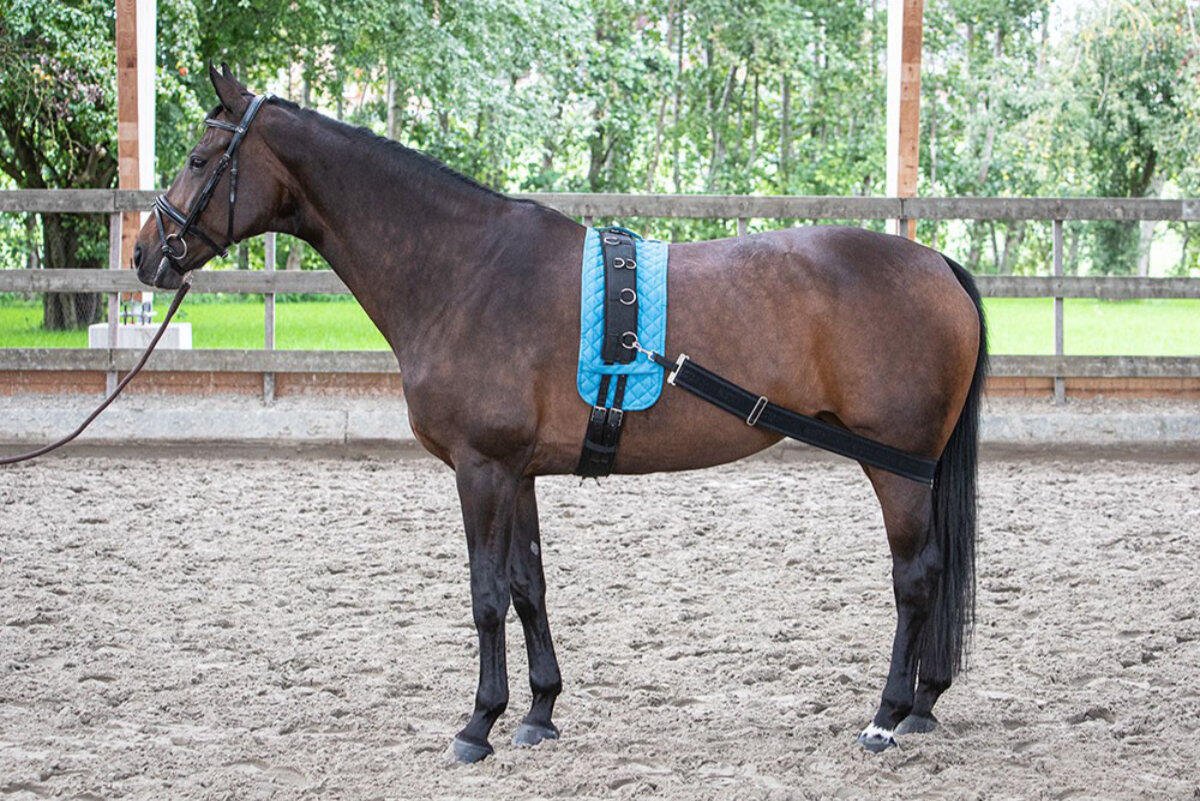 Harry`s Horse Longierband 4/4