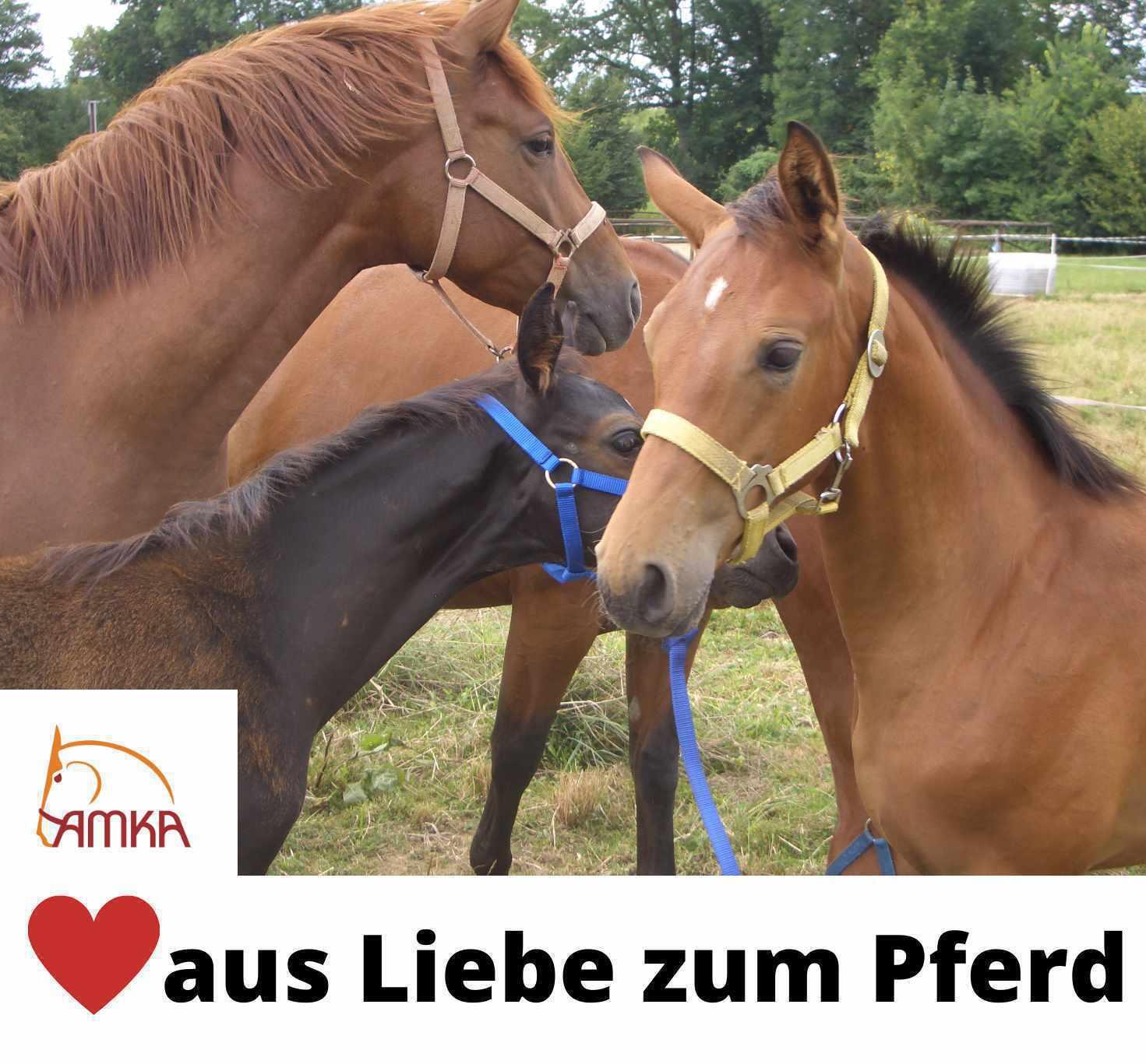AMKA Brusterweiterung 3/4