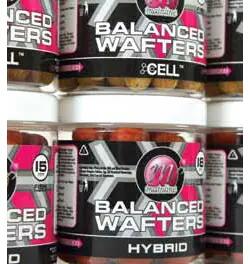 BOILIES POP-UP MAINLINE ESSENTIAL CELL BALANCED WAFTER 2/2