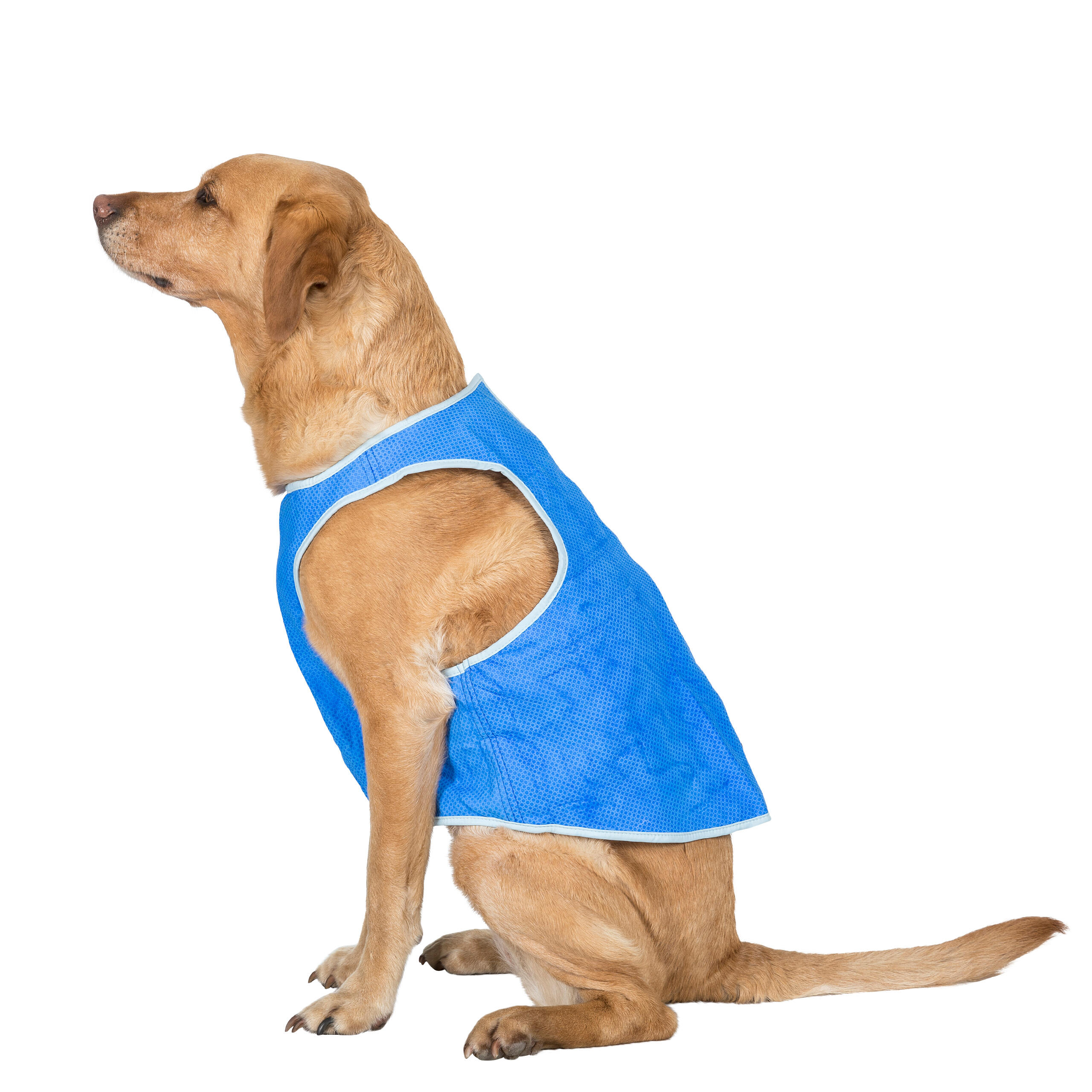 TRESPAWS Dog Cooling Vest Stays Cool For Up To 6 Hours Alaska