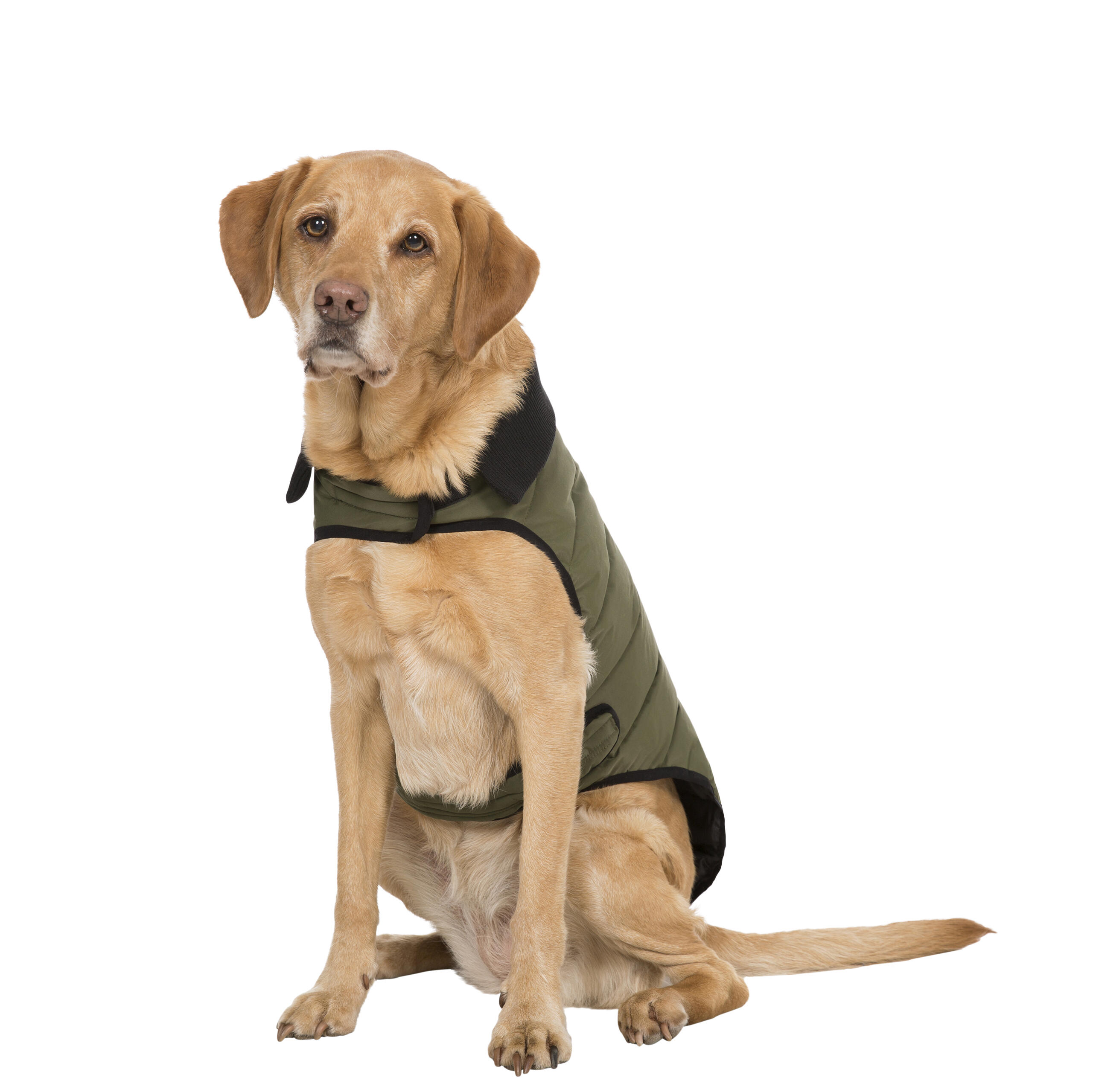 Puffer Dog Coat Waterproof Wrap Around with Harness Access Lloyd 5/5