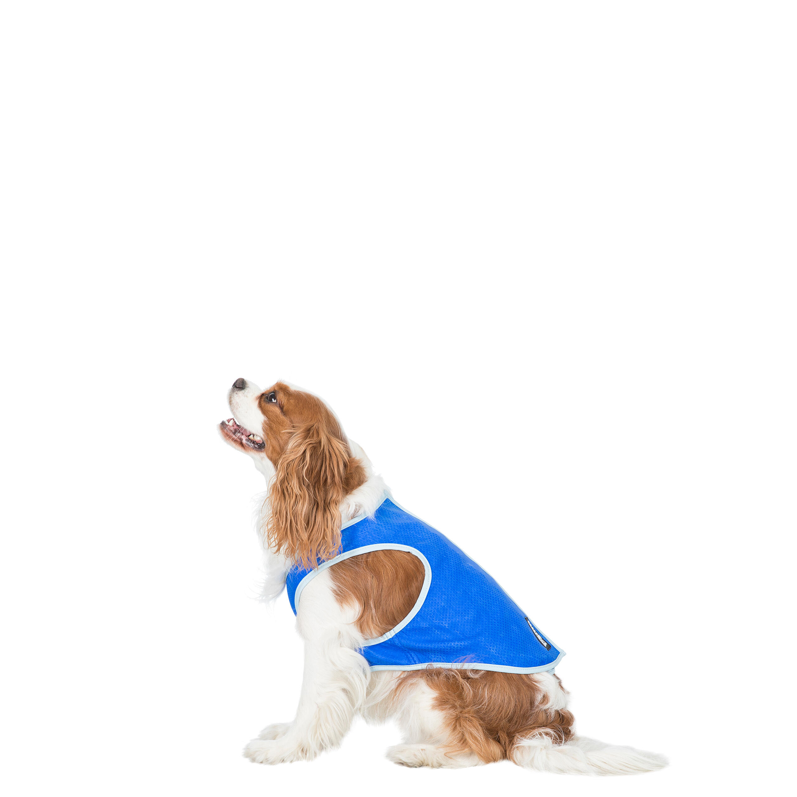 TRESPAWS Dog Cooling Vest Stays Cool For Up To 6 Hours Alaska