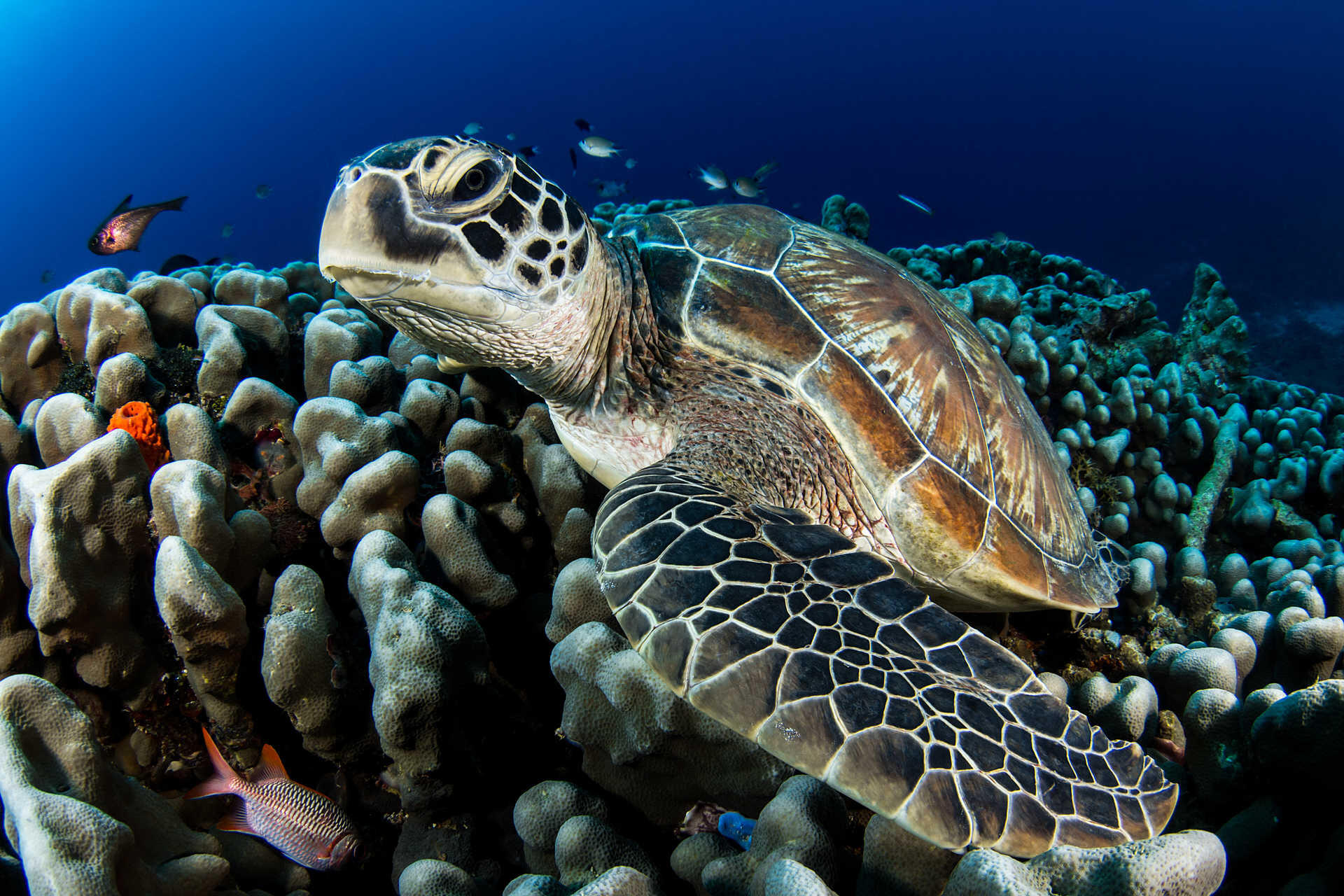 Best of des sites de plongée de la côte Est de Bali 1/1