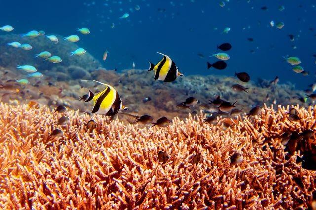 Doe je Open Water cursus in Nusa Penida 1/1