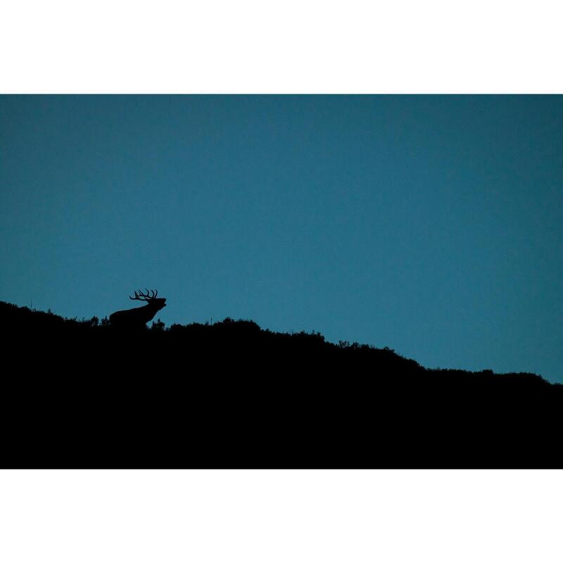 Lang weekend van observatie en fotografie van het hertenbronst in een gîte